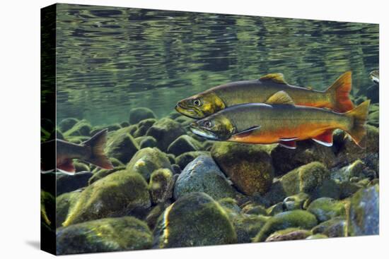 Arctic Charr (Salvelinus Alpinus) Males in a River Ready to Spawn, Ennerdale, Lake District Np, UK-Linda Pitkin-Premier Image Canvas
