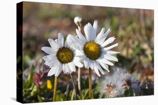 Arctic Chrysanthemum (Chrysanthemum arcticum), Cape Onman, Chukchi Sea, Russia Far East-Keren Su-Premier Image Canvas