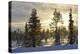 Arctic Circle, Lapland, Scandinavia, Sweden, Winter Landscape-Christian Kober-Premier Image Canvas