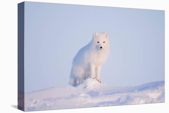 Arctic Fox Adult Pauses on a Snow Bank, ANWR, Alaska, USA-Steve Kazlowski-Premier Image Canvas