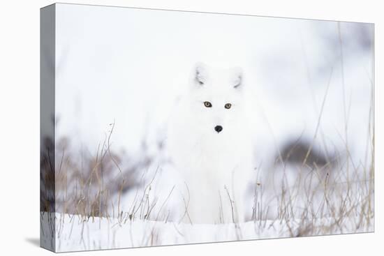 Arctic fox (Alopex lagopus) in snow, Churchill, Canada-Konrad Wothe-Premier Image Canvas