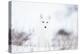 Arctic fox (Alopex lagopus) in snow, Churchill, Canada-Konrad Wothe-Premier Image Canvas