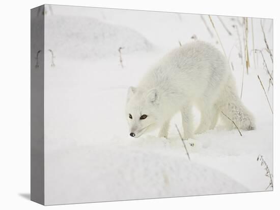 Arctic Fox (Alopex Lagopus) in Snow, Churchill, Manitoba, Canada, North America-James Hager-Premier Image Canvas