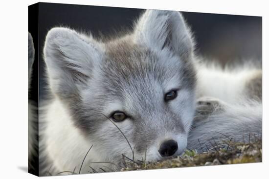 Arctic Fox (Alopex Lagopus) Portrait, Trygghamna, Svalbard, Norway, July-de la-Premier Image Canvas