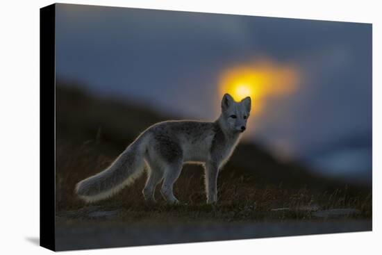 Arctic Fox (Alopex - Vulpes Lagopus) At Sunset, During Moult From Grey Summer Fur To Winter White-Andy Trowbridge-Premier Image Canvas