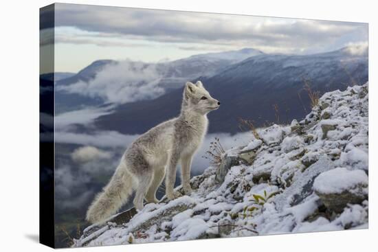 Arctic Fox (Alopex - Vulpes Lagopus) Standing On Ridge-Andy Trowbridge-Premier Image Canvas