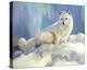 Arctic Fox at Twilight-Joni Johnson-Godsy-Stretched Canvas