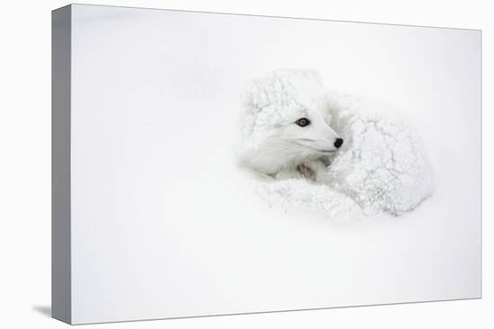 Arctic Fox Curled Up Churchil Wildlife Management Area Churchill, Mb-Richard ans Susan Day-Premier Image Canvas