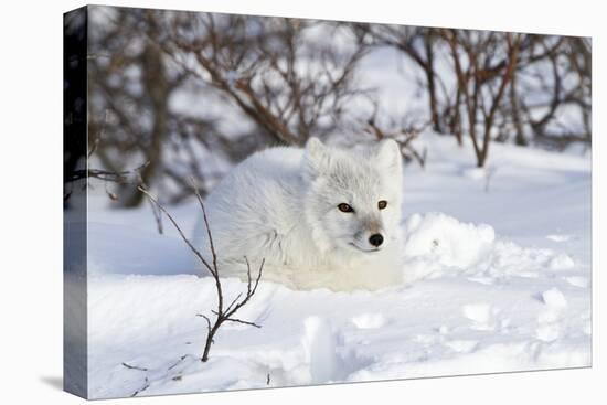 Arctic Fox in Snow, Churchill Wildlife Area, Manitoba, Canada-Richard ans Susan Day-Premier Image Canvas