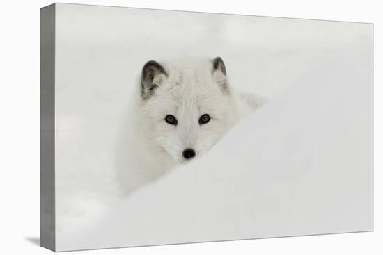 Arctic Fox in snow, Montana.-Adam Jones-Premier Image Canvas