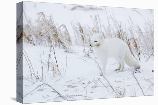 Arctic Fox in Winter Churchil Wildlife Management Area Churchill, Mb-Richard ans Susan Day-Premier Image Canvas