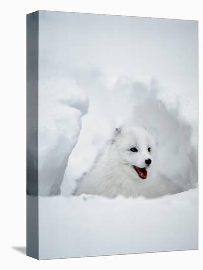 Arctic Fox in Winter Coat, Alaska, USA-Jim Zuckerman-Premier Image Canvas