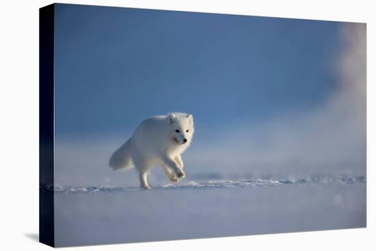 Arctic fox in winter coat, running across snow, Svalbard, Norway-Danny Green-Premier Image Canvas