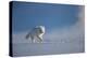Arctic fox in winter coat, running across snow, Svalbard, Norway-Danny Green-Premier Image Canvas