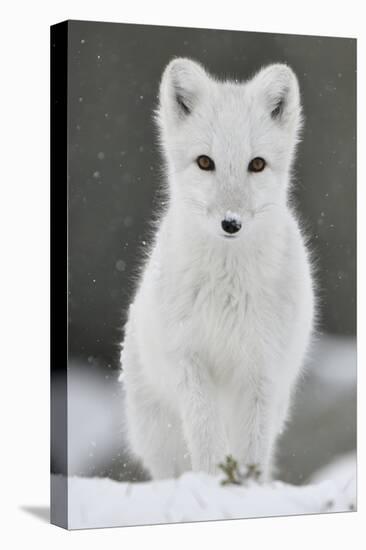 Arctic fox juvenile in winter coat looking at camera, Norway-Staffan Widstrand-Premier Image Canvas