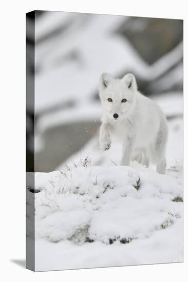 Arctic fox juvenile running through snow, Norway-Staffan Widstrand-Premier Image Canvas