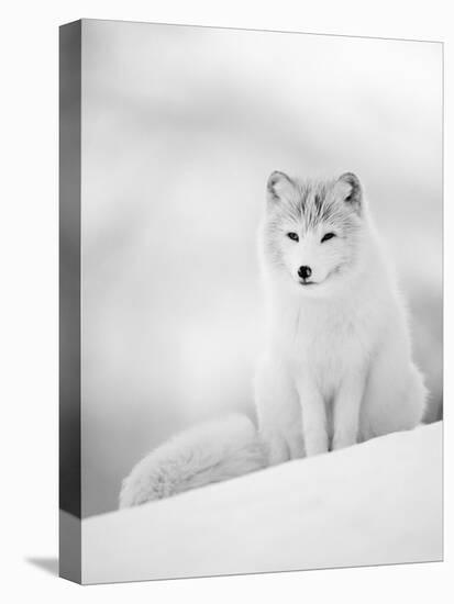 Arctic Fox Male Portrait, Norway-Pete Cairns-Premier Image Canvas