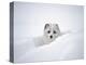 Arctic Fox Peeking Out of Snow-Jim Zuckerman-Premier Image Canvas