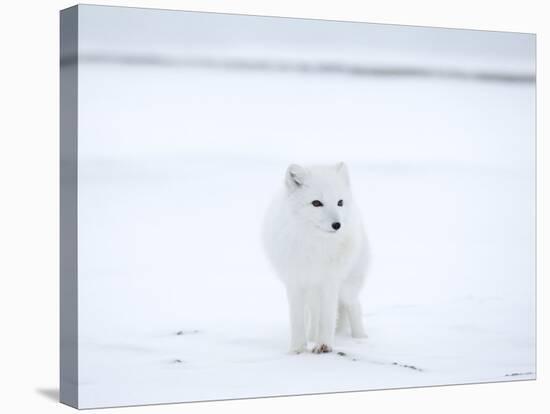 Arctic Fox (Polar Fox) (Alopex Lagopus), Churchill, Hudson Bay, Manitoba, Canada-Thorsten Milse-Premier Image Canvas