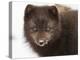 Arctic fox portrait with snow on its nose, Hornstrandir, Iceland-Konrad Wothe-Premier Image Canvas