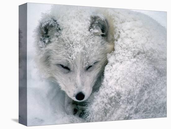 Arctic Fox Sleeping in Snow-Richard Hamilton Smith-Premier Image Canvas