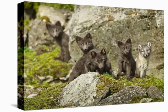 Arctic Fox, Svalbard, Norway-Paul Souders-Premier Image Canvas