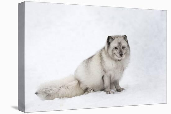 Arctic Fox Vixen (Vulpes Lagopus), Scottish Highlands-Ann & Steve Toon-Premier Image Canvas