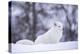 Arctic Fox (Vulpes Lagopus), Polar Park, Norway, Troms, Norway, Scandinavia-Sergio Pitamitz-Premier Image Canvas