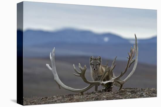 Arctic Fox (Vulpes Lagopus) Standing Next To Reindeer Skull-Sergey Gorshkov-Premier Image Canvas