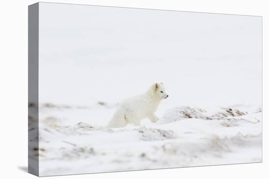 Arctic fox (Vulpes lagopus) white colour morph, Iceland-Terry Whittaker-Premier Image Canvas