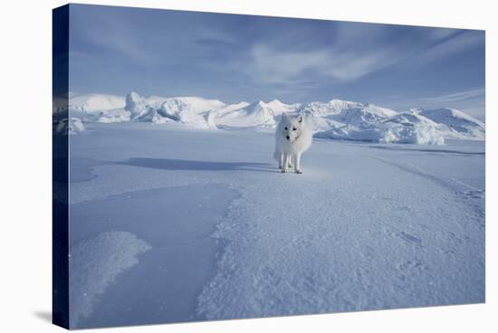 Arctic Fox-Doug Allan-Premier Image Canvas