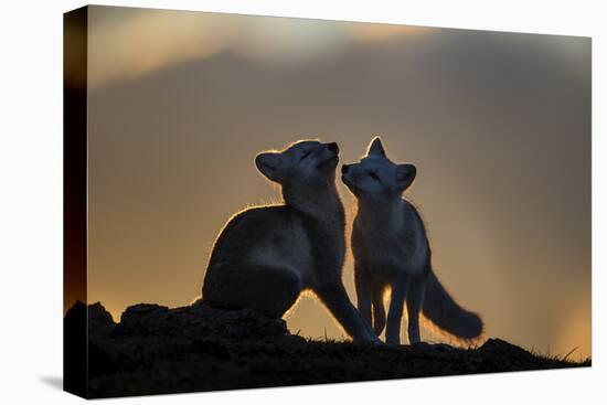 Arctic Fox-Arne K Mala-Premier Image Canvas