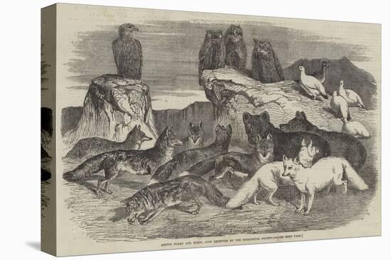 Arctic Foxes and Birds, Just Received by the Zoological Society-Harrison William Weir-Premier Image Canvas