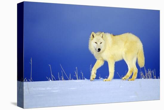 Arctic Gray Wolf in Winter Snow-null-Premier Image Canvas