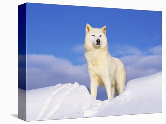 Arctic Grey Wolf in Snow, Idaho, USA-Tom Vezo-Premier Image Canvas