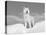 Arctic Grey Wolf in Snow, Idaho, USA-Tom Vezo-Premier Image Canvas