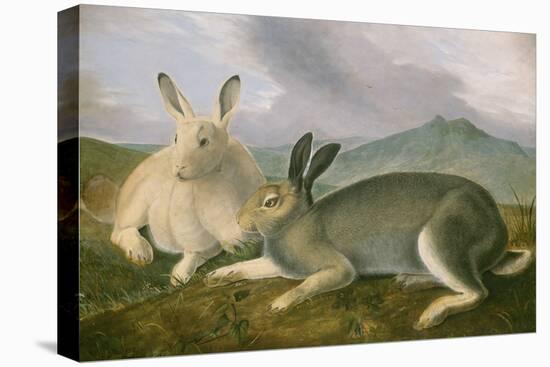 Arctic Hare, c.1841-John James Audubon-Premier Image Canvas