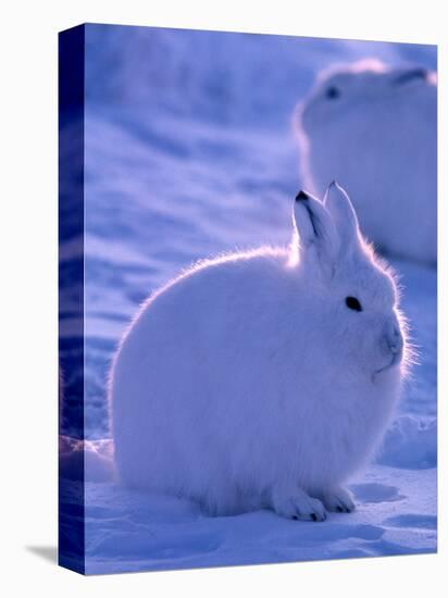 Arctic Hare, Ellesmere Island, Canada-Art Wolfe-Premier Image Canvas