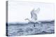 Arctic, North of Svalbard. A black-legged kittiwake catches a fish that had been hiding-Ellen Goff-Premier Image Canvas