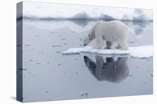 Arctic, north of Svalbard. A polar bear is reflected in the calm water in the pack ice.-Ellen Goff-Premier Image Canvas