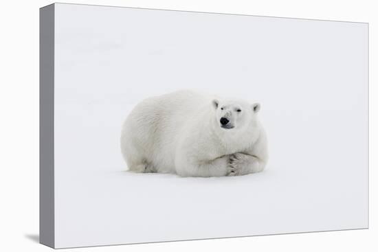 Arctic, north of Svalbard. A polar bear rests on the edge of a slab of pack ice.-Ellen Goff-Premier Image Canvas