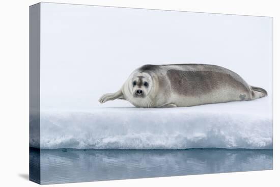 Arctic, north of Svalbard. A portrait of a young bearded seal hauled out on the pack ice.-Ellen Goff-Premier Image Canvas
