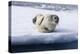 Arctic, north of Svalbard. A portrait of a young bearded seal hauled out on the pack ice.-Ellen Goff-Premier Image Canvas