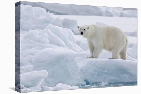 Arctic, north of Svalbard. Portrait of a polar bear walking on the pack ice.-Ellen Goff-Premier Image Canvas