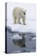 Arctic, north of Svalbard. Portrait of a polar bear with its reflection.-Ellen Goff-Premier Image Canvas