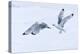 Arctic, North of Svalbard. Two black-legged kittiwakes squabble in the air.-Ellen Goff-Premier Image Canvas