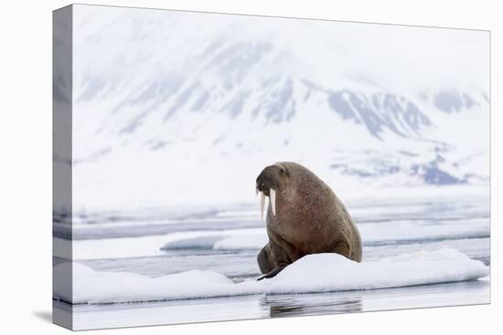 Arctic, Norway, Svalbard, Spitsbergen, Pack Ice, Walrus Walrus on Ice Floes-Ellen Goff-Premier Image Canvas