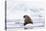 Arctic, Norway, Svalbard, Spitsbergen, Pack Ice, Walrus Walrus on Ice Floes-Ellen Goff-Premier Image Canvas