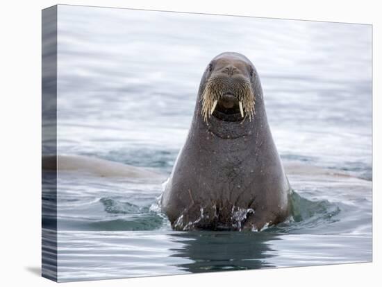 Arctic, Norway, Svalbard. Walrus swimming-Hollice Looney-Premier Image Canvas