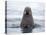 Arctic, Norway, Svalbard. Walrus swimming-Hollice Looney-Premier Image Canvas